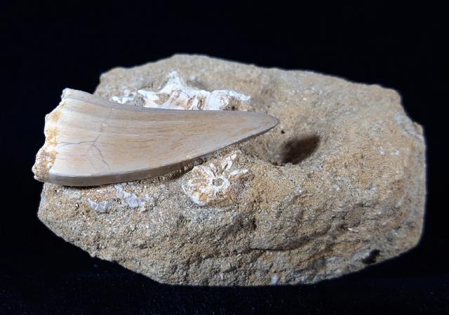 Mosasaurus beaugei ARAMBOURG 1952 & Wirbel non det. - Bild © FossNet FossilienStore